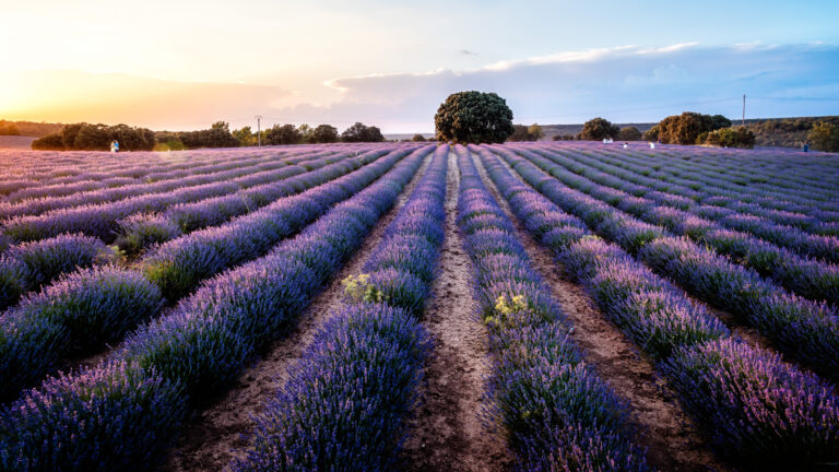 7 Essential Tips to Optimise Images for Google