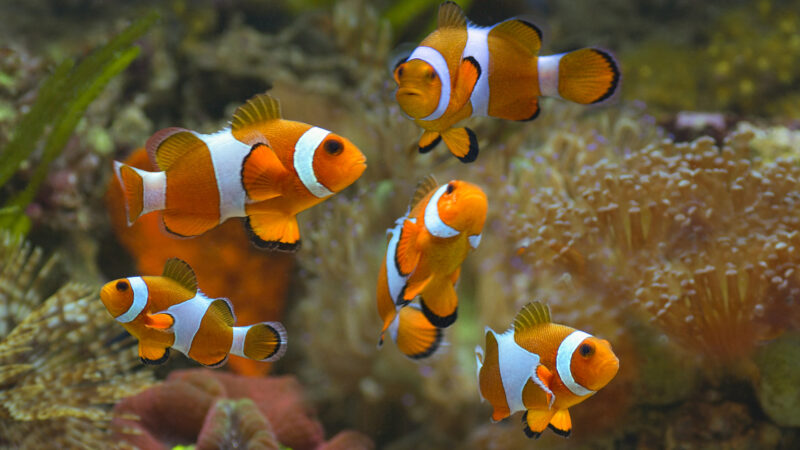 Is Your Social Media Channel a Dead Fish?